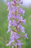 Gymnadenia conopsea