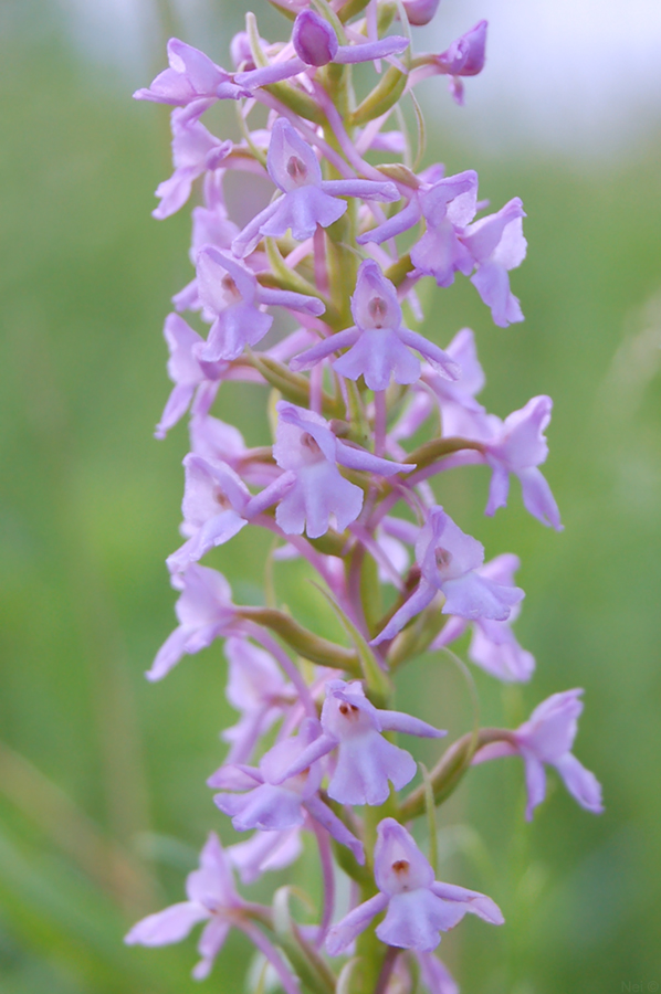 Изображение особи Gymnadenia conopsea.