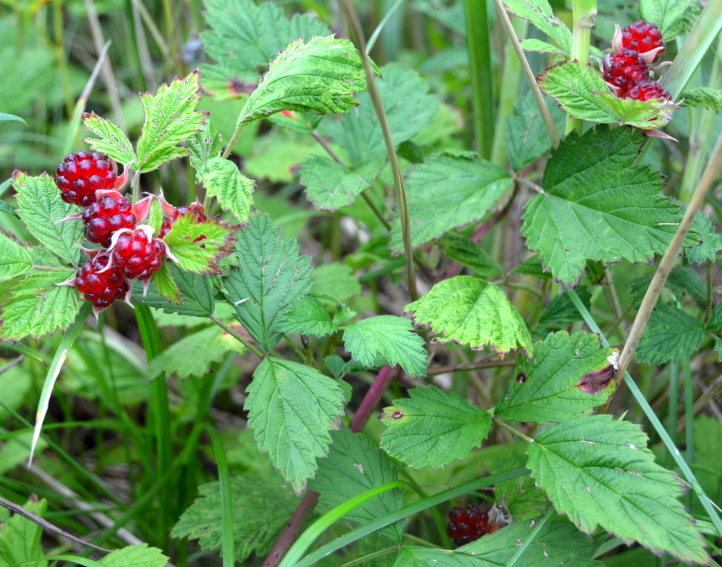 Image of Rubus parvifolius specimen.