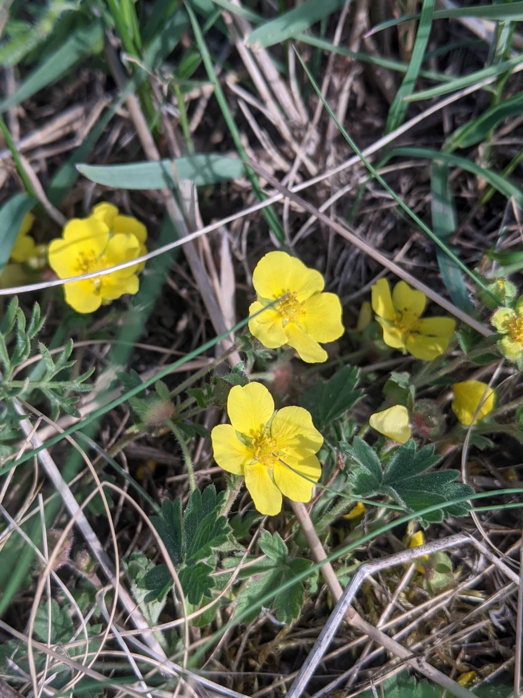 Image of genus Potentilla specimen.