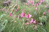 род Dierama. Соцветия. ЮАР, Драконовы горы, Mkhomazi Wilderness area, хр. между ручьями Kwantuba и Mkomazi, альпийский луг. 05.01.2008.