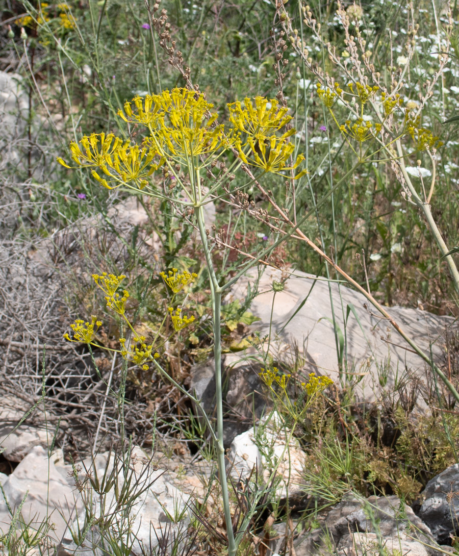 Image of Heptaptera anisopetala specimen.