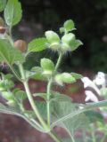 Scutellaria albida. Часть соцветия (S. pallida M. Bieb.). Южный Берег Крыма, Артек, подлесок в балке. 14 июля 2010 г.