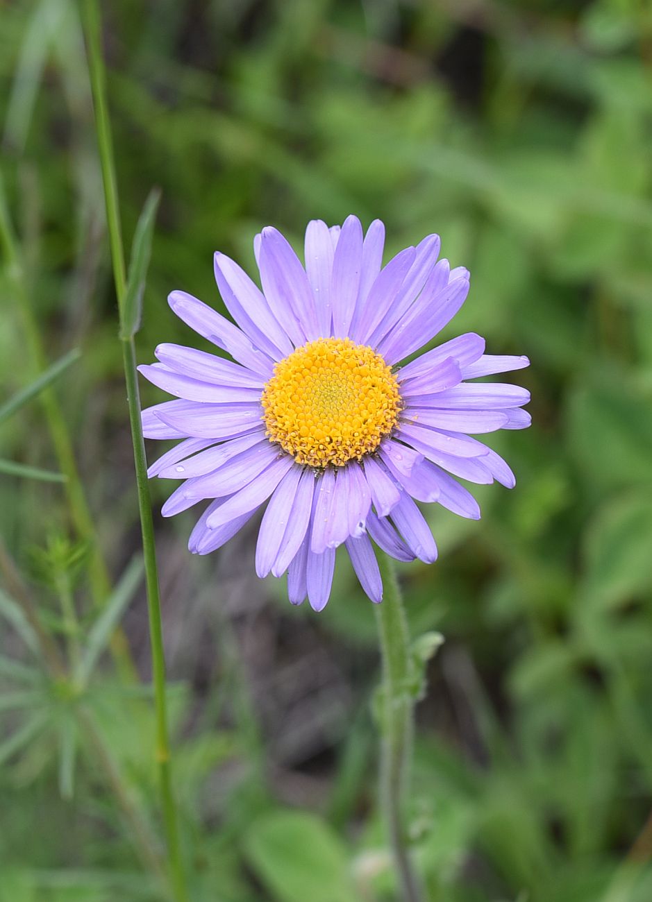 Изображение особи Aster alpinus.