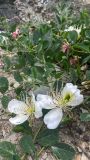 Capparis spinosa