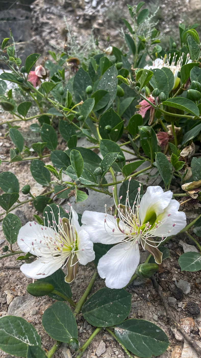 Image of Capparis spinosa specimen.