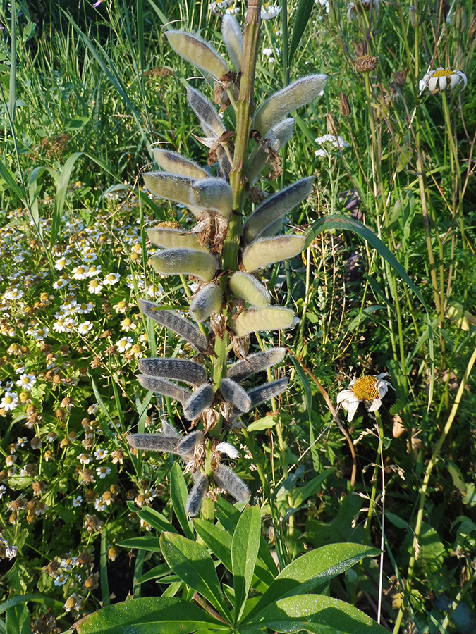 Изображение особи Lupinus polyphyllus.