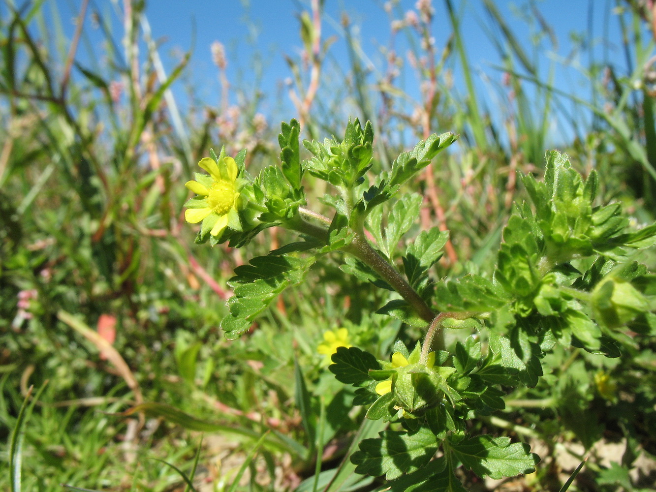 Image of Potentilla supina ssp. paradoxa specimen.