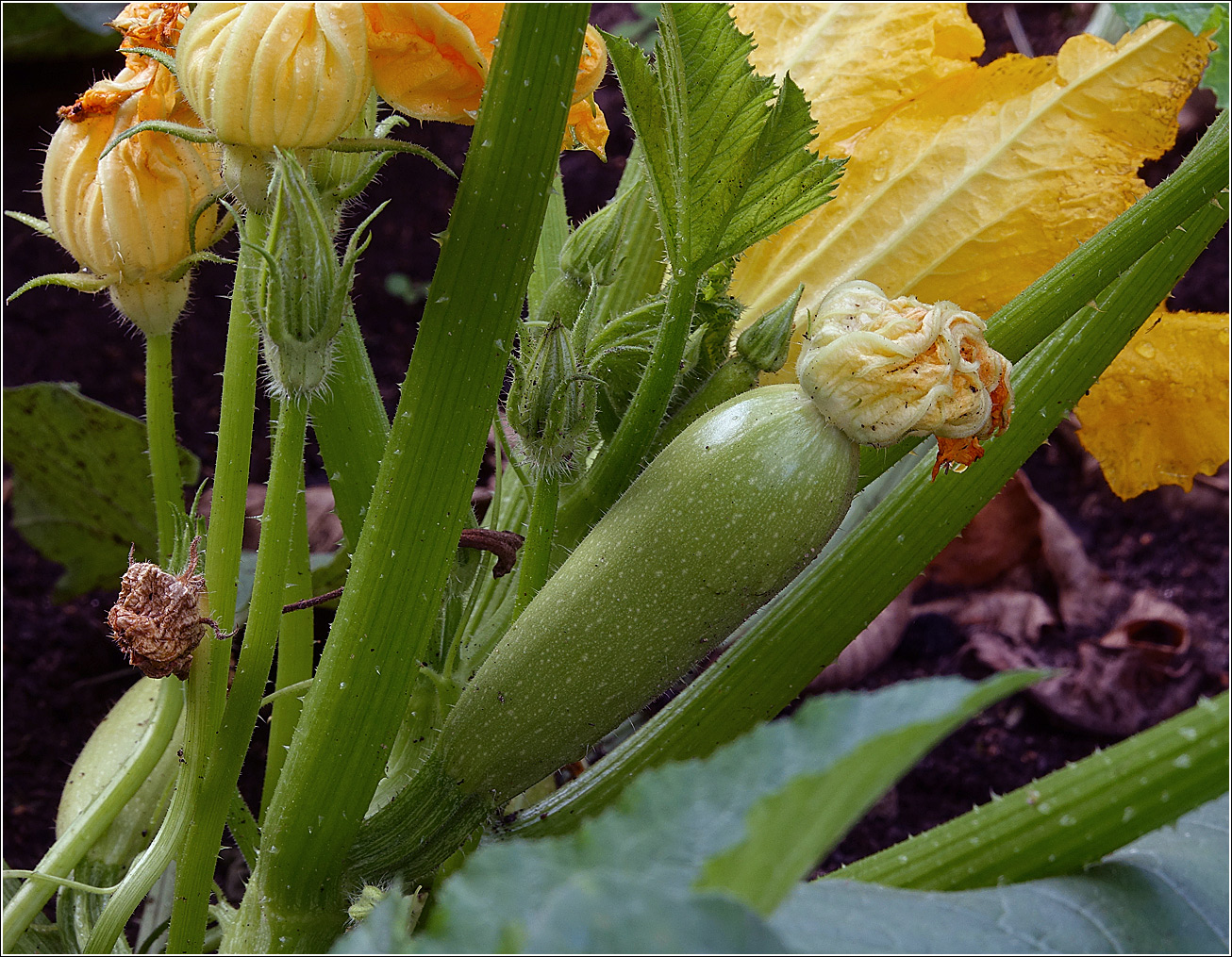Image of Cucurbita pepo specimen.
