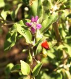 Lycium barbarum. Часть побега с цветком и плодами разной степени зрелости. Краснодар, 14 сентября 2007 г.