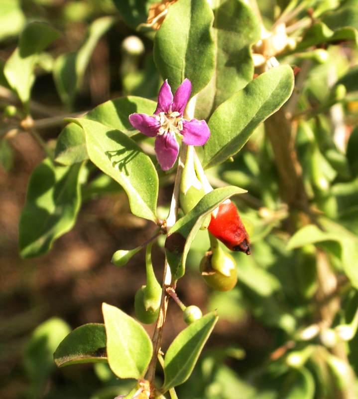 Image of Lycium barbarum specimen.