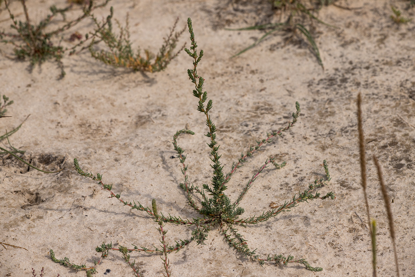 Image of Bassia prostrata specimen.