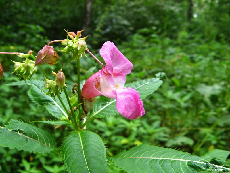 Image of Impatiens glandulifera specimen.