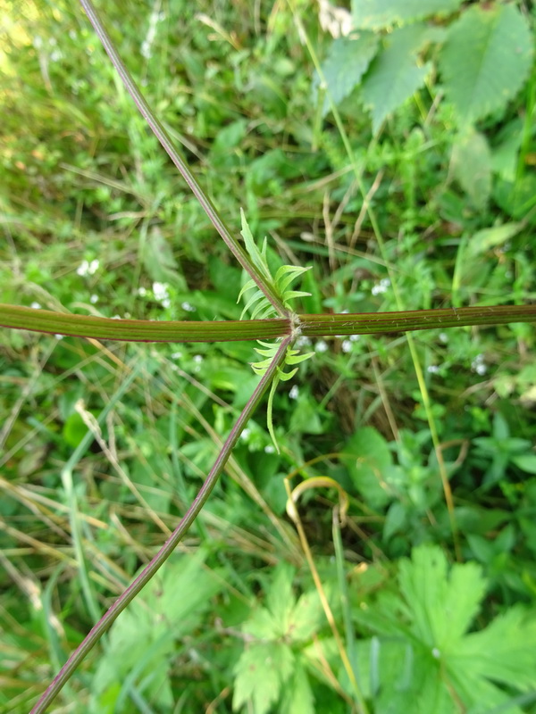 Изображение особи Valeriana officinalis.