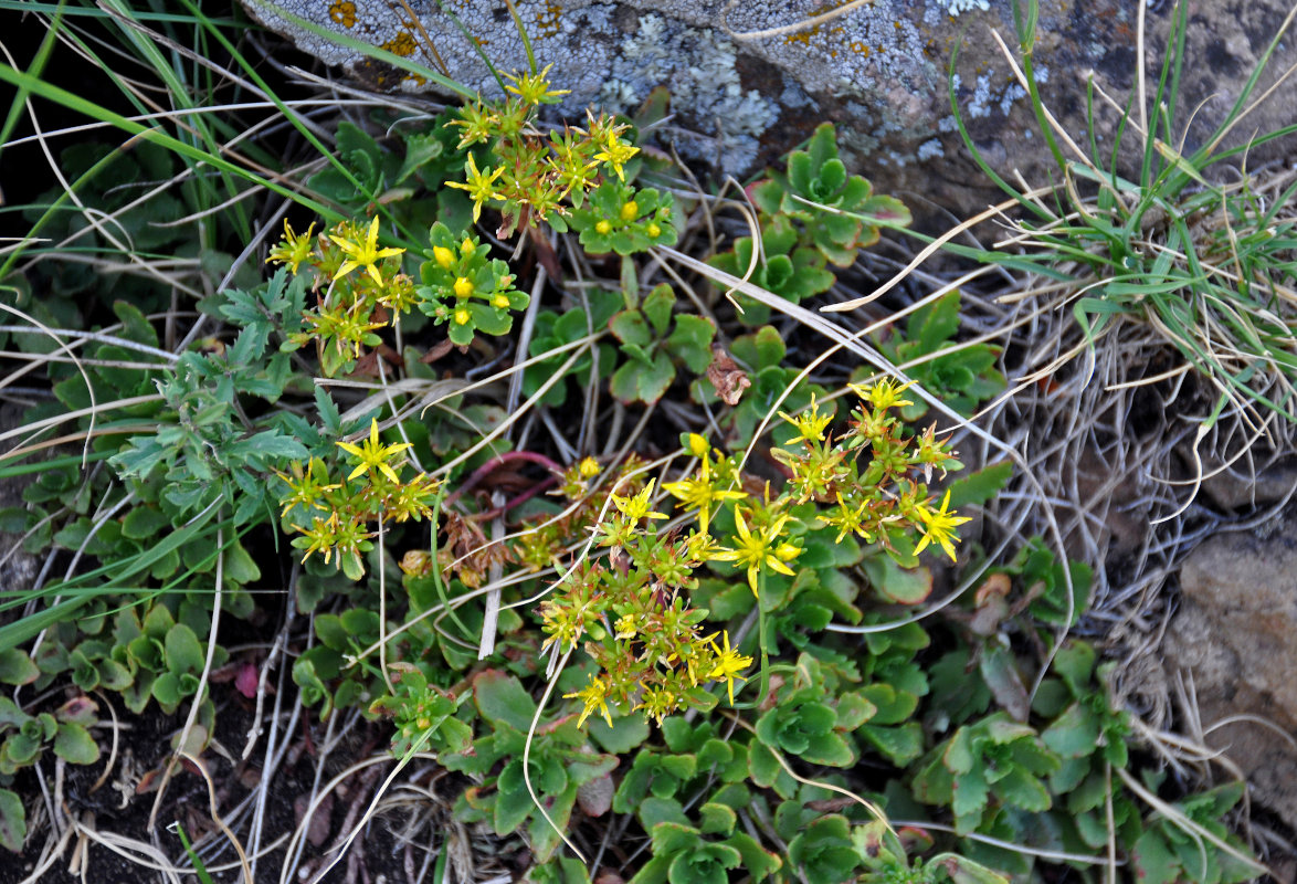 Изображение особи Aizopsis hybrida.