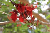 Erythrina crista-galli. Соцветие. Вьетнам, провинция Ламдонг, окр. г. Далат, национальный парк \"Prenn waterfall\". 27.03.2012.