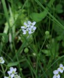 Crambe tataria