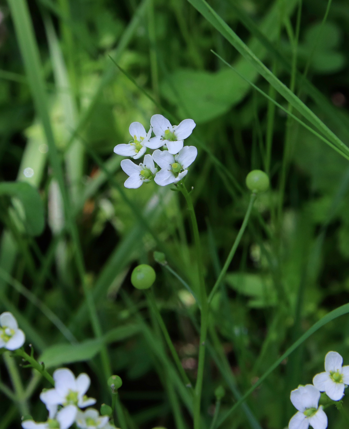 Image of Crambe tataria specimen.