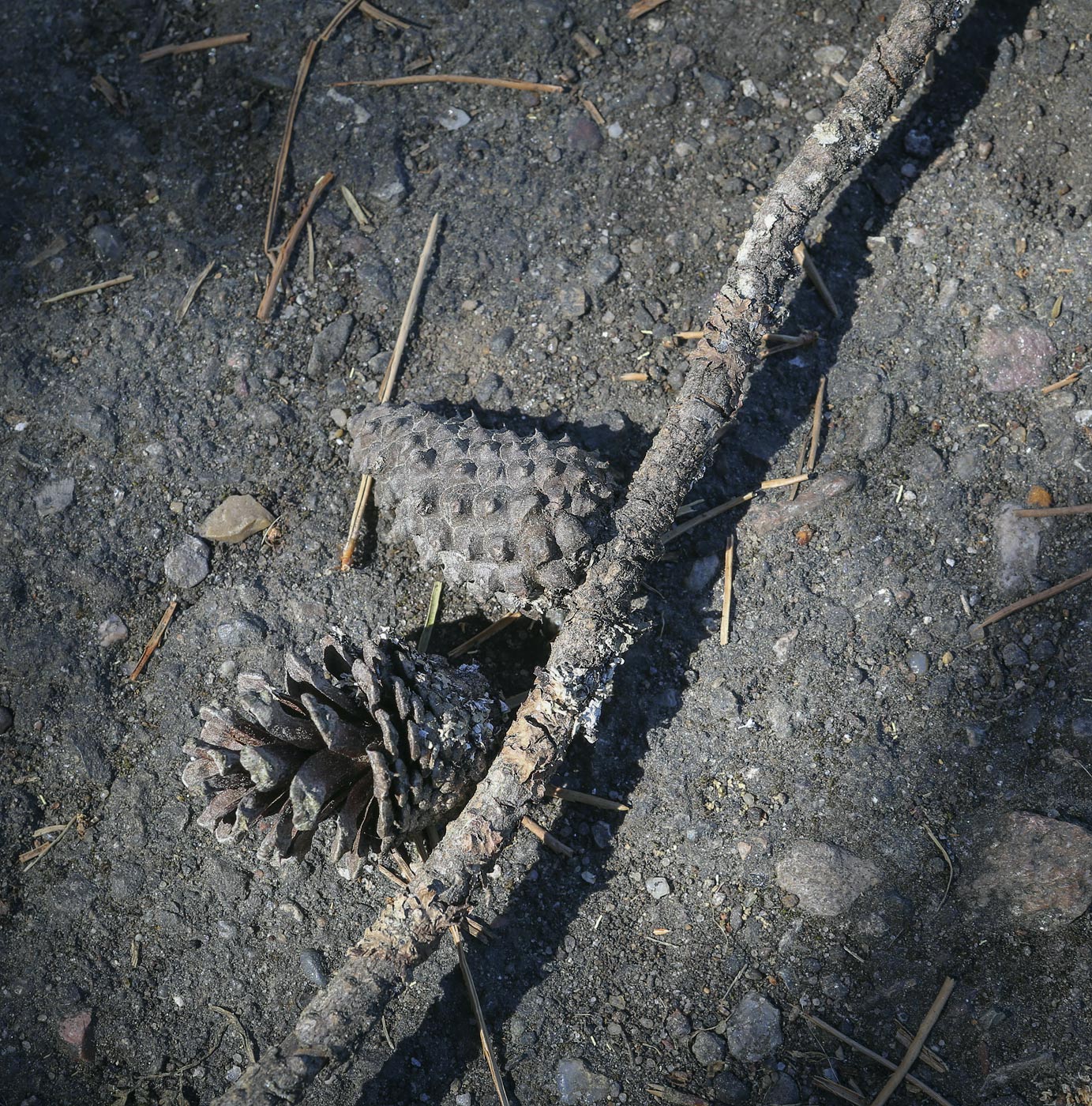 Image of Pinus contorta specimen.