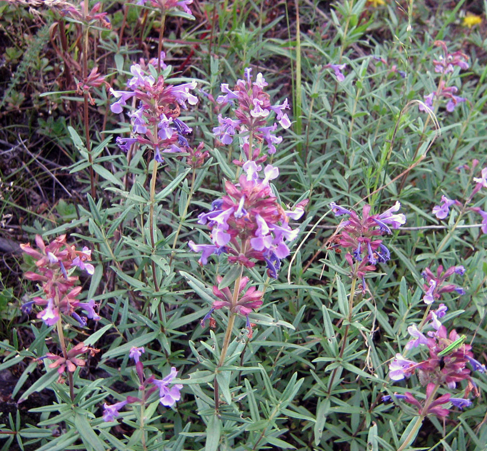 Image of Dracocephalum integrifolium specimen.