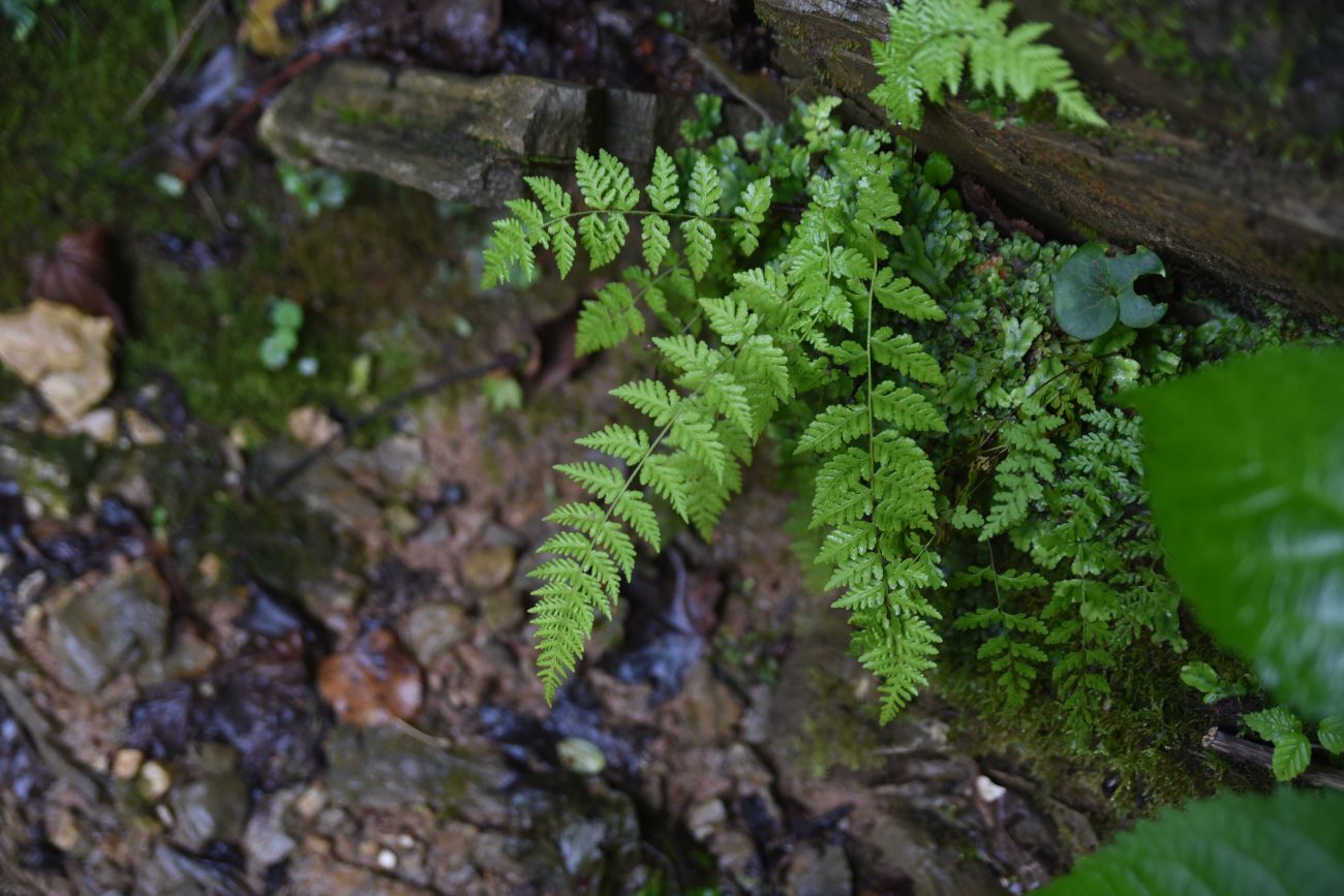 Image of Woodsia caucasica specimen.