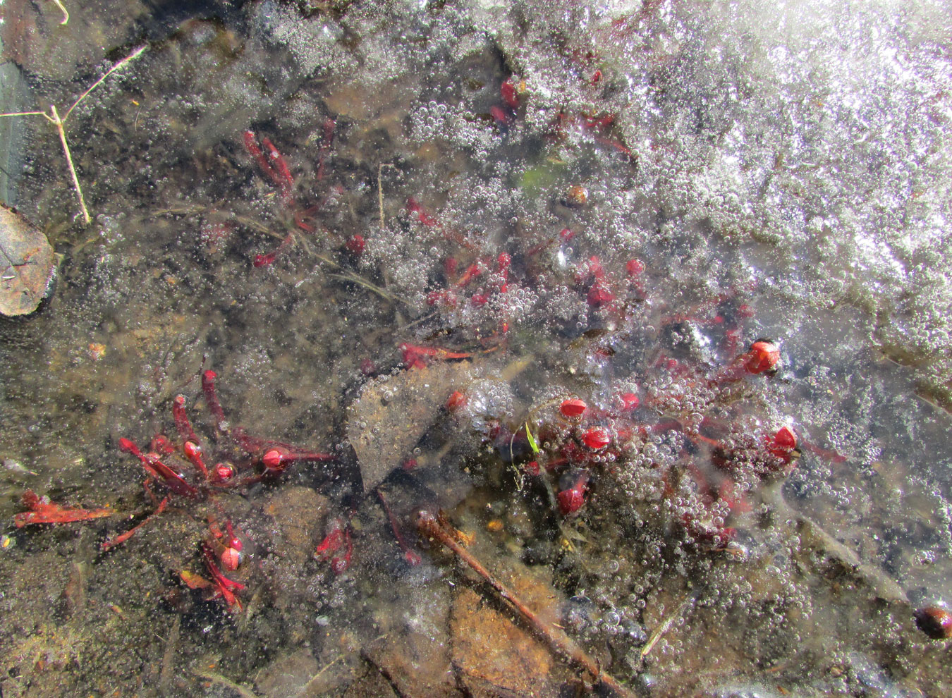 Image of Sarracenia purpurea specimen.