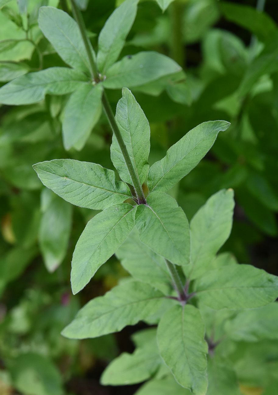 Изображение особи Lysimachia verticillaris.