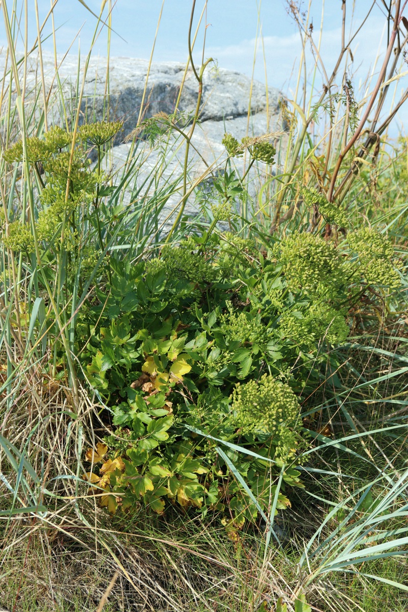 Image of Ligusticum scoticum specimen.