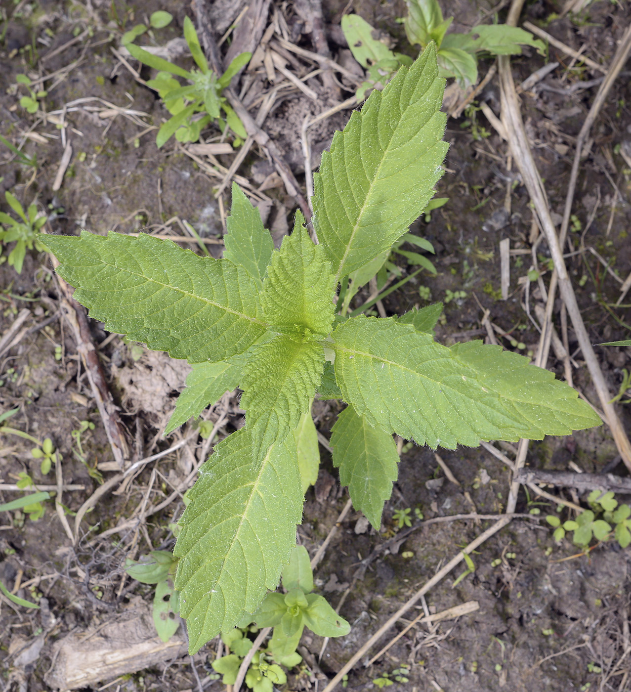 Image of Galeopsis bifida specimen.