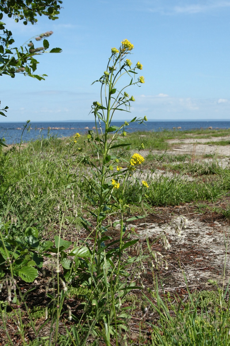 Image of Erysimum hieraciifolium specimen.