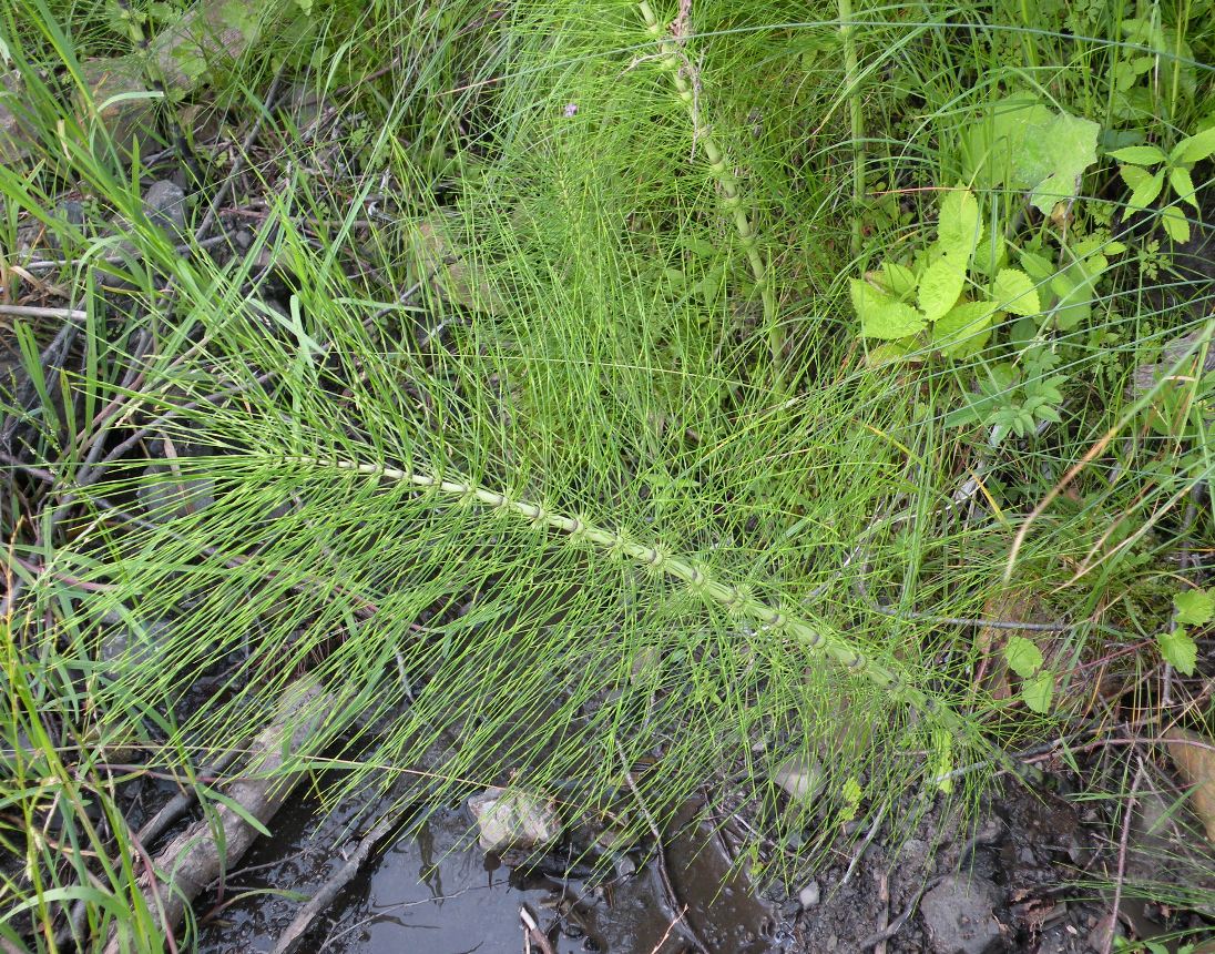 Изображение особи Equisetum telmateia.