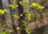 Ribes komarovii. Ветвь с соцветиями. Приморский край, Хасанский р-н, окр. с. Кравцовка, бассейн р. Грязная, в широколиственном лесу с участием Abies holophylla. 02.05.2023.