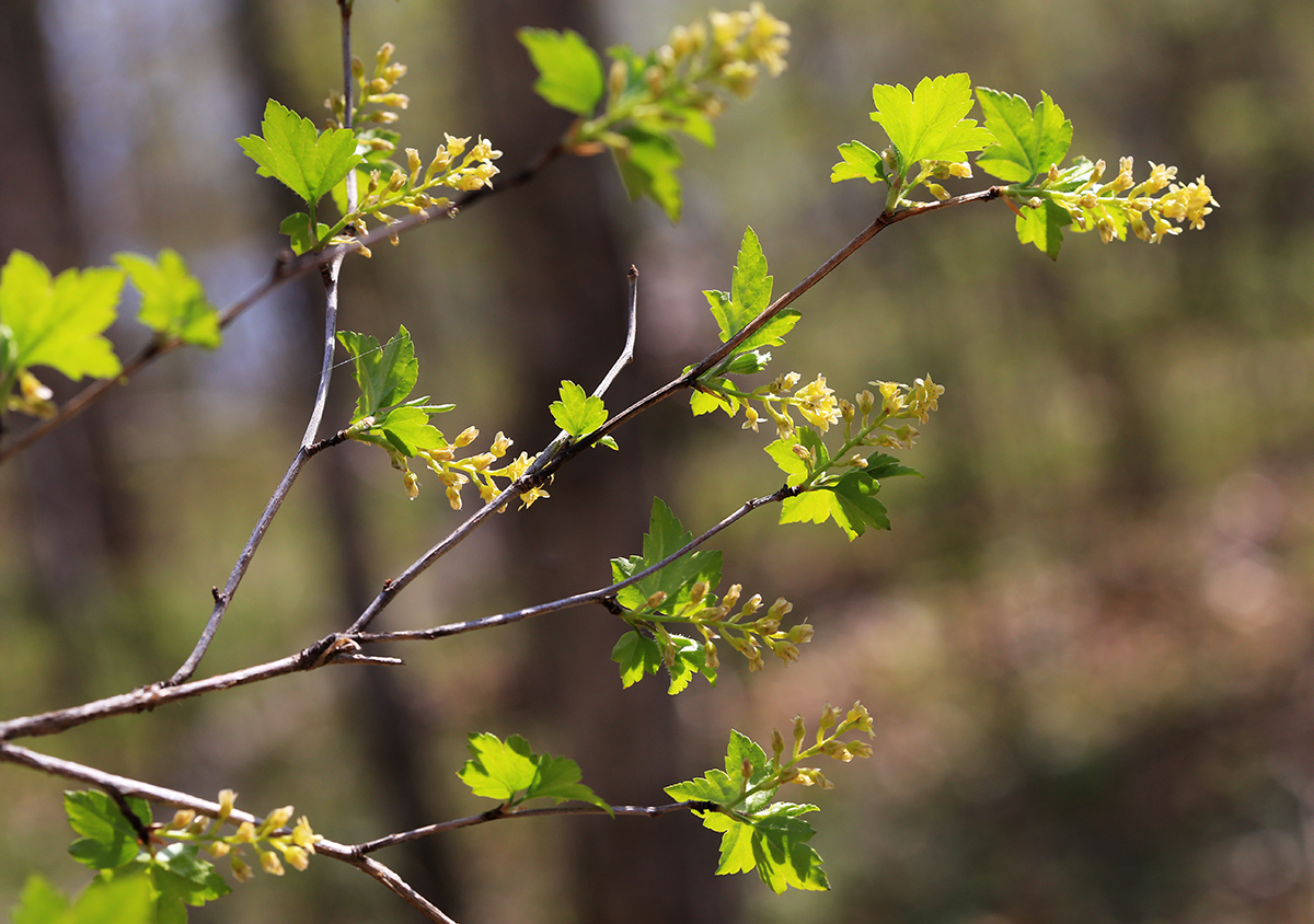 Image of Ribes komarovii specimen.