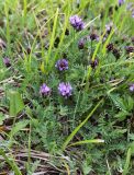 Astragalus danicus