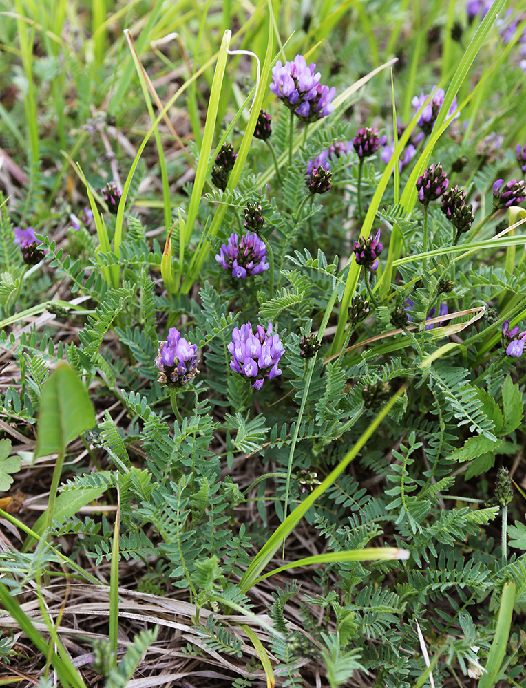 Изображение особи Astragalus danicus.