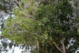 Ficus microcarpa. Часть кроны взрослого дерева. Египет, мухафаза Эль-Гиза, г. Эль-Гиза, в культуре. 28.04.2023.