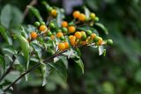 Solanum pseudocapsicum