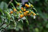 Solanum pseudocapsicum. Верхушка побега с плодами разной степени зрелости. Египет, мухафаза Каир, г. Каир, в культуре. 08.05.2023.