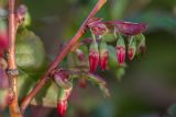 Vaccinium arctostaphylos. Часть ветви с цветками. Краснодарский край, Туапсинский р-н, Главный Кавказский хр., окр. горы Семиглавая, высота 1400 м н.у.м., субальпийский луг. 28.05.2023.