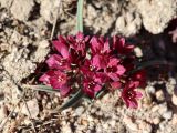 Allium oreophilum