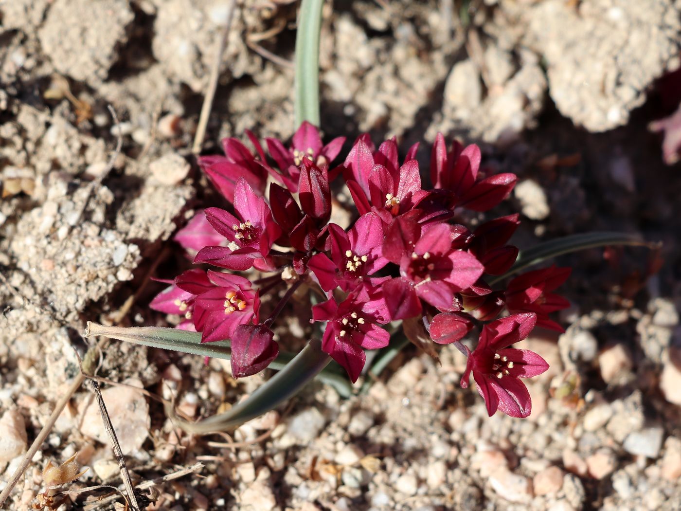 Изображение особи Allium oreophilum.