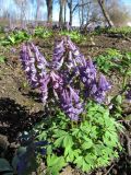 Corydalis solida