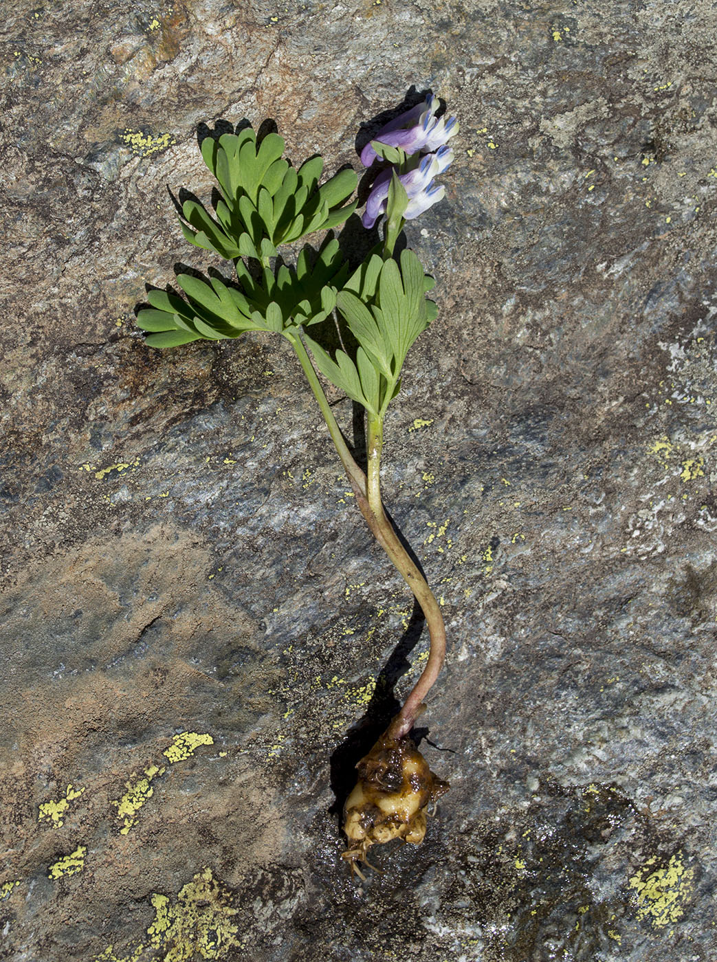 Изображение особи Corydalis conorhiza.