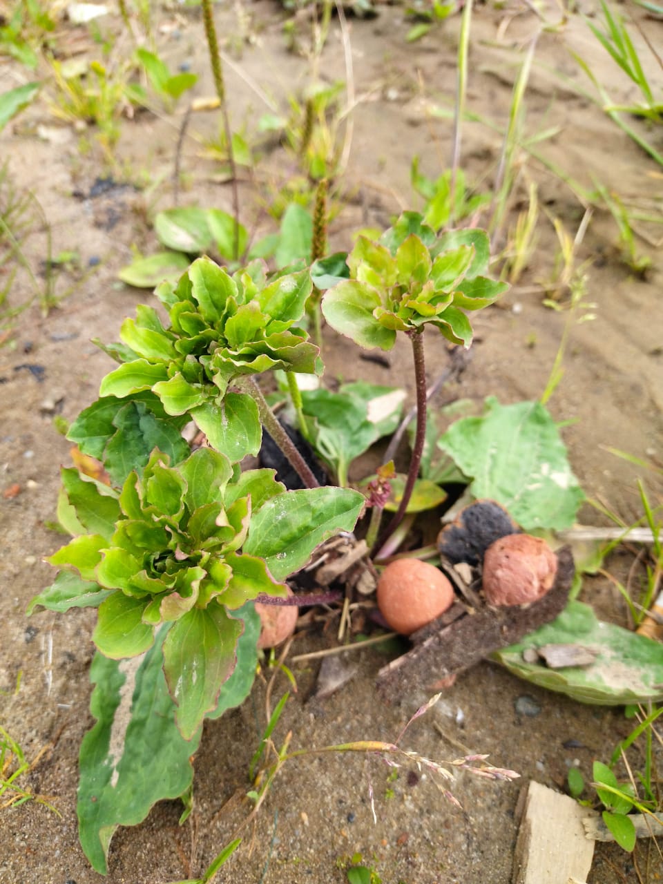 Изображение особи род Plantago.