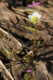 Ranunculus baudotii