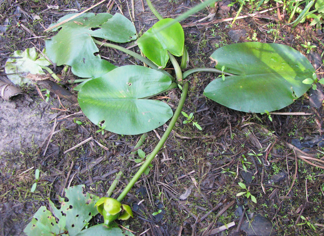 Image of Nuphar &times; spenneriana specimen.