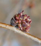 Ulmus minor. Часть ветви с распускающимся соцветием. Луганская народная республика, г. Луганск, ул. П. Сороки, пустырь. 20.03.2023.