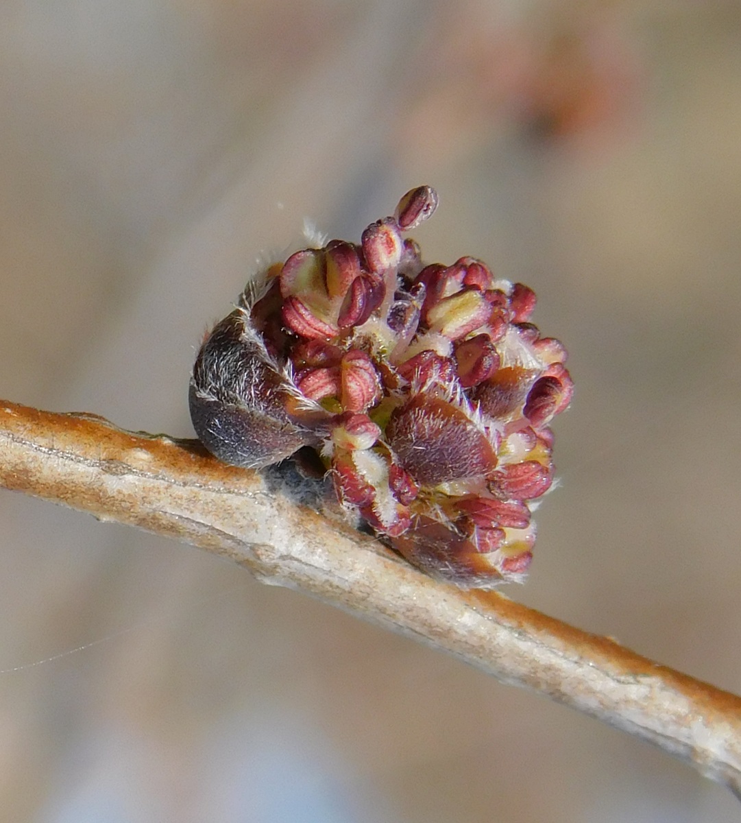 Image of Ulmus minor specimen.