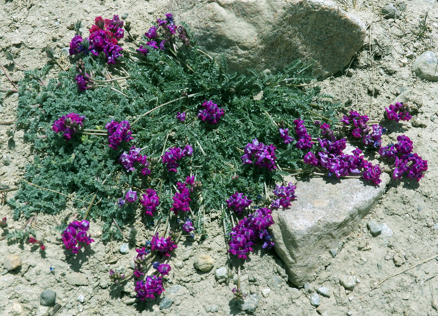 Image of genus Oxytropis specimen.