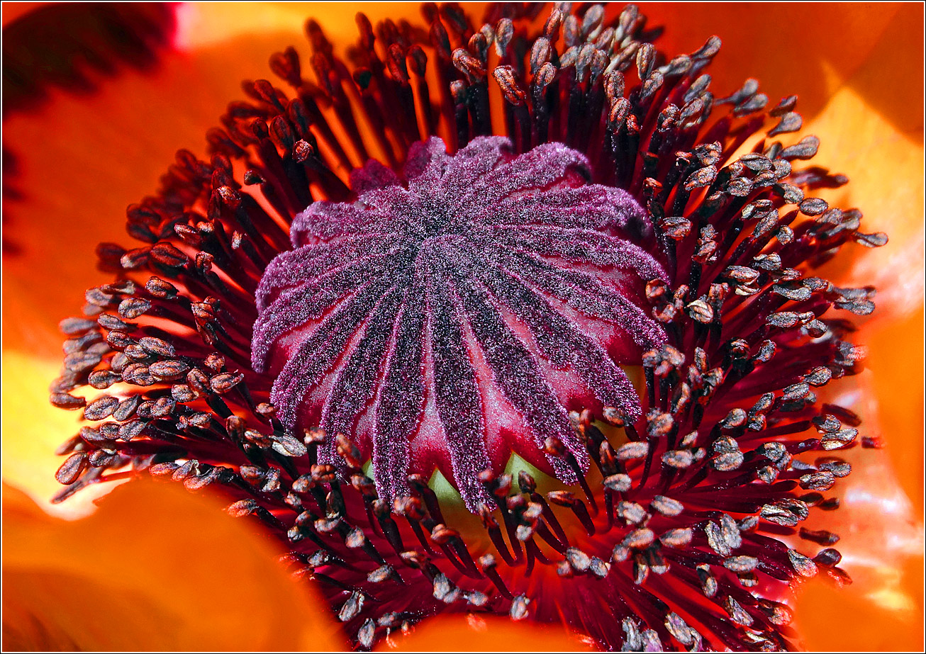 Изображение особи Papaver setiferum.